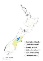 Veronica tetrasticha distribution map based on databased records at AK, CHR & WELT.
 Image: K.Boardman © Landcare Research 2022 CC-BY 4.0